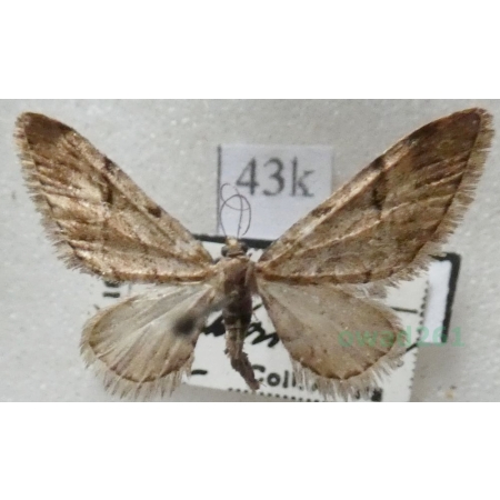 Eupithecia lanceata (Hübner, 1825) Grotnik lancetnik Czech43k